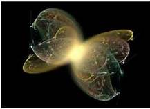Teoria de Embaraçamento Quântico